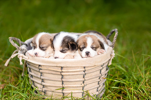 Three little sleeping puppies of welsh corgi pembroke breed dog in basket at nature