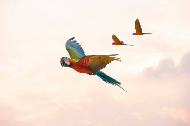 Three macaws fly at the same time. stock photo