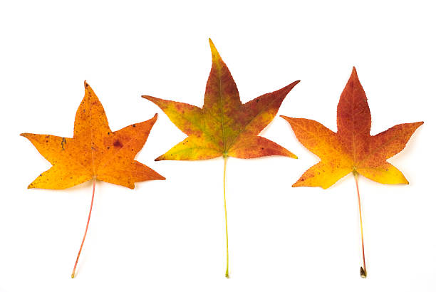 Three Maple Leaves stock photo