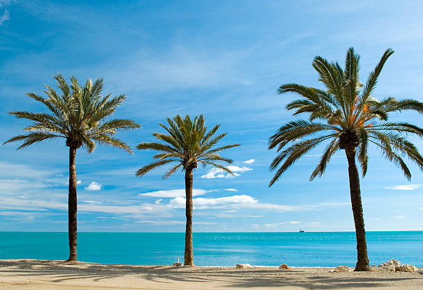 Three palm-trees  costa del sol málaga province stock pictures, royalty-free photos & images