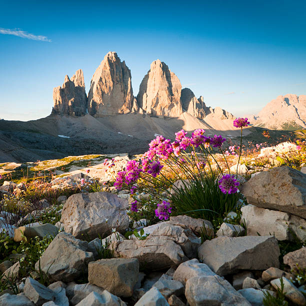 three peaks of lavaredo and wildflowers - focus un focus stockfoto's en -beelden