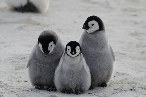 three penguin chicks Three cute Emperor Penguin chicks huddled together. penguin photos stock pictures, royalty-free photos & images