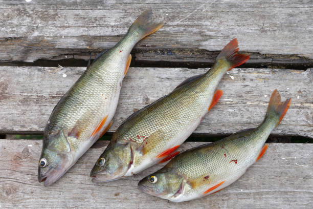 Three perch fish laying on a bridge made of gray wood Three perch fish laying on a bridge made of gray wood perch fish stock pictures, royalty-free photos & images