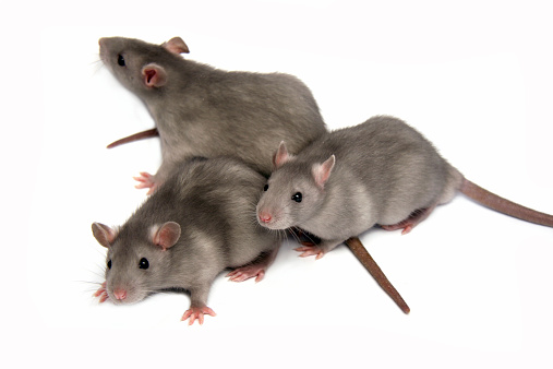 Three rats.