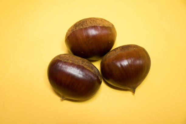 Three raw chestnuts. stock photo