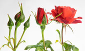 istock three red roses in differnt stages of growth in a studio on white 1325724040