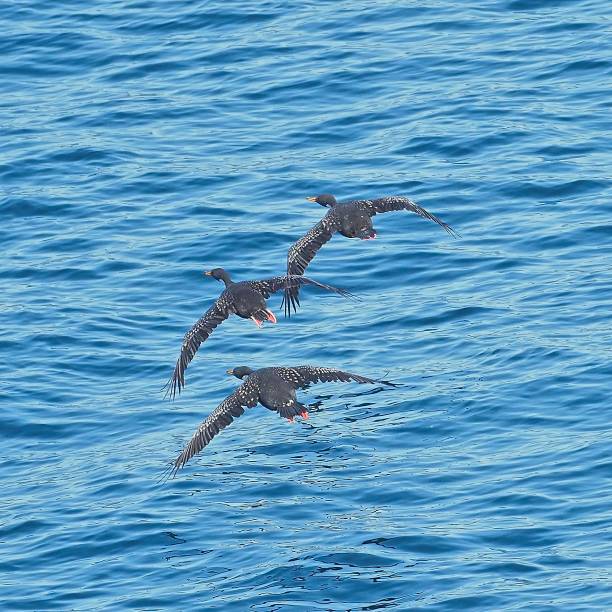 Three Red-legged Cormorants in flight stock photo