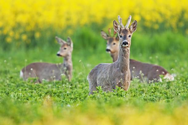 Three roe deer stock photo