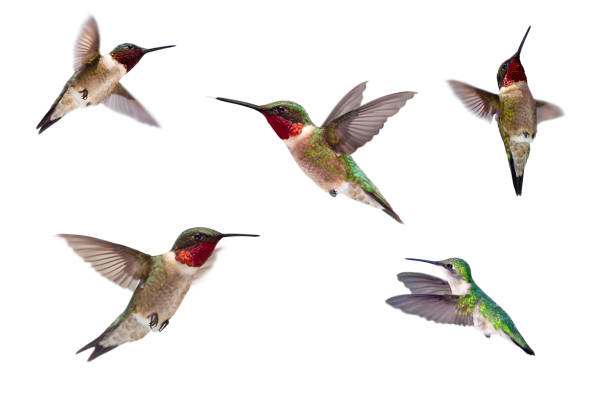 Three Ruby Throated Hummingbirds Isolated on White Beautiful vibrant and pearlescent male Ruby Throated hummingbirds close up, males and one female, solated on white beak photos stock pictures, royalty-free photos & images