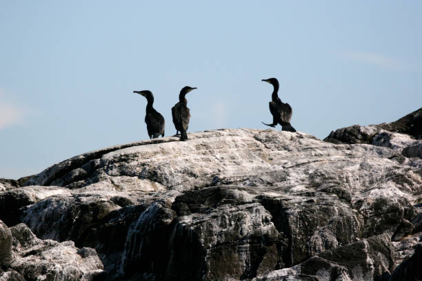 Three seagulls sitting on boulder in Sweden stock photo