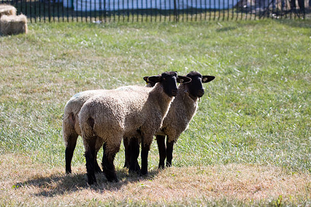three sheep standing together stock photo
