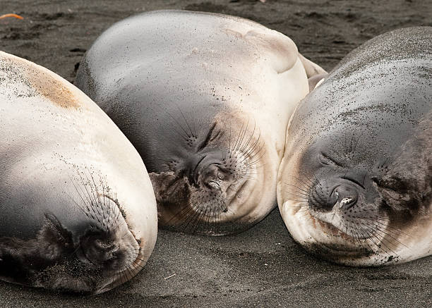 Three smiling baby Elephant Seals stock photo