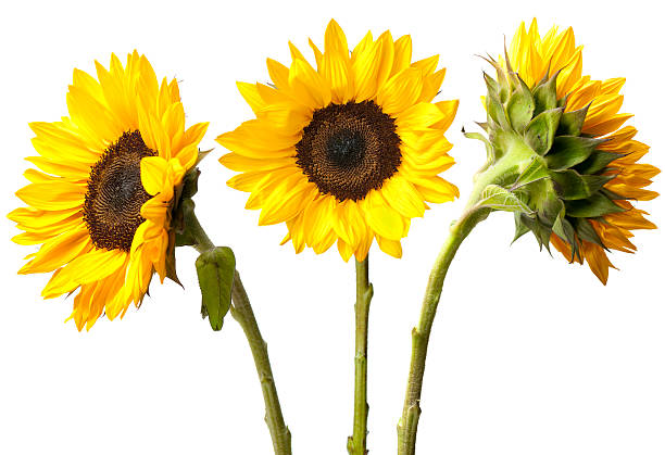 drei sonnenblumen, isoliert auf weiss - sonnenblume stock-fotos und bilder