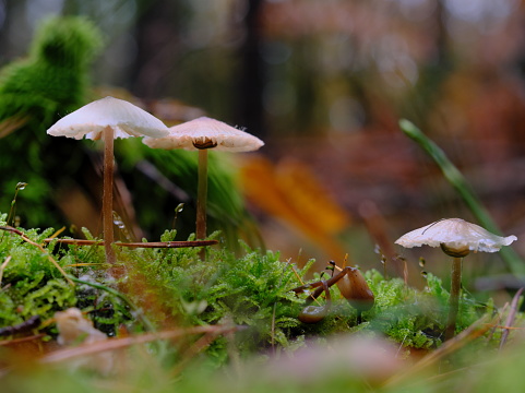 Three tiny fragile looking mushrooms growing in green moss eaten by slugs