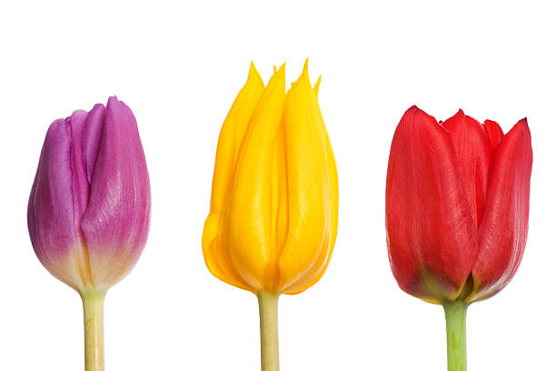 Three tulip head different colors stock photo