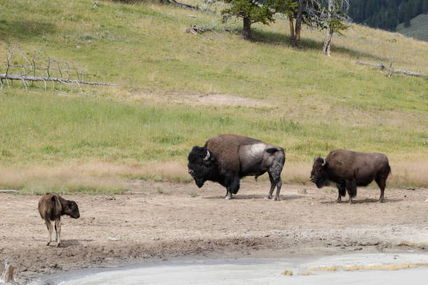 três bisões selvagens. - buffalo - fotografias e filmes do acervo