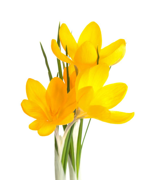 Three yellow Crocus flowers  isolated on white background. stock photo