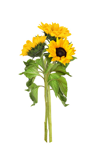 Three yellow sunflowers in a summer bouquet isolated on white