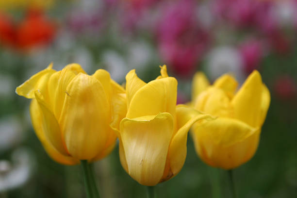 drei gelbe tulpen - gblu stock-fotos und bilder