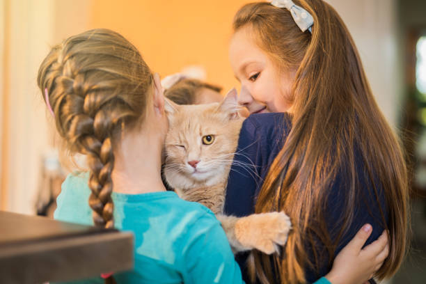 tiga gadis muda memeluk kucing maine coon yang cantik. - kucing berkedip potret stok, foto, & gambar bebas royalti