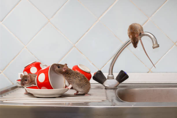 Three young rats on sink and on top of the water faucet and red cups  at kitchen . Fight with rodents in the apartment. Extermination. stock photo