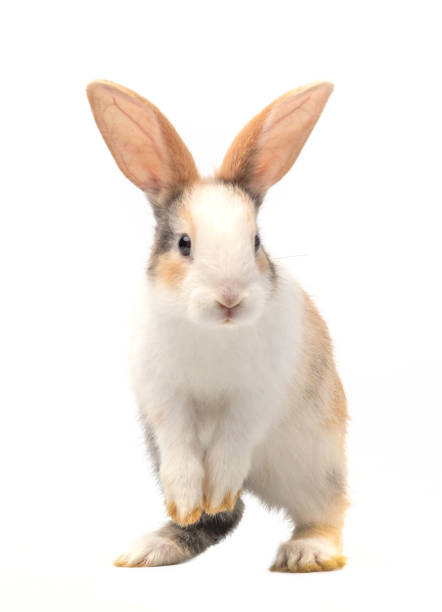 trefärgad nyfödd kanin som står och tittar på toppen. studio skott, isolerade på vit bakgrund. - bunny jumping bildbanksfoton och bilder