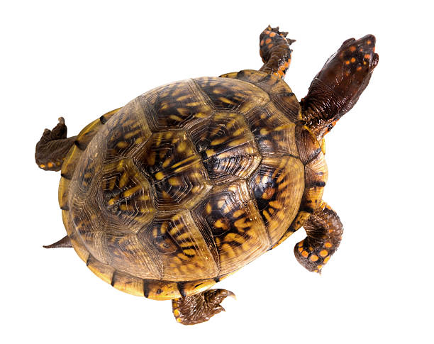 Three-toed Box Turtle (terrapene carolina triunguis) goes. Top v stock photo