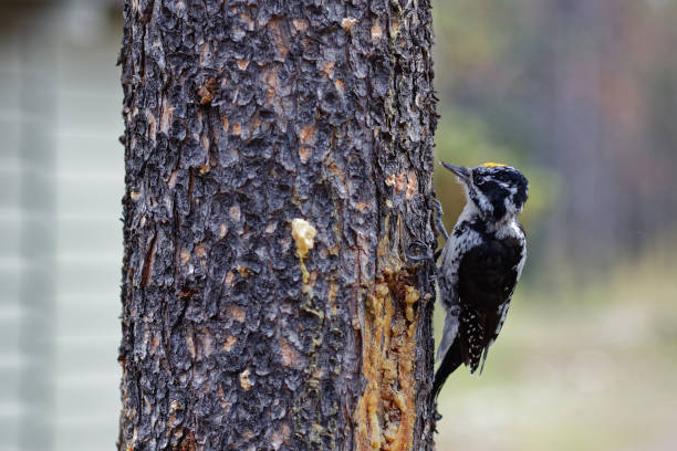 Three-toed woodpecker stock photo