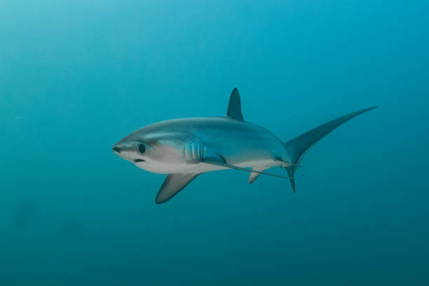 Thresher Shark stock photo