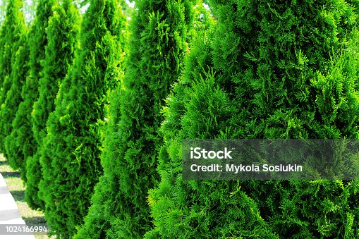 istock Thuja at the road in the summer. Decorative Thuya 1024166994