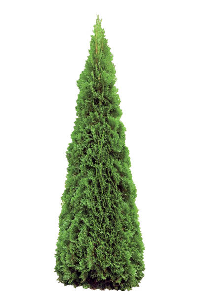 Thuja occidentalis 'Smaragd', Warm Green American Arborvitae Occidental Smaragd Wintergreen Conical Tree, Isolated Vertical Closeup stock photo