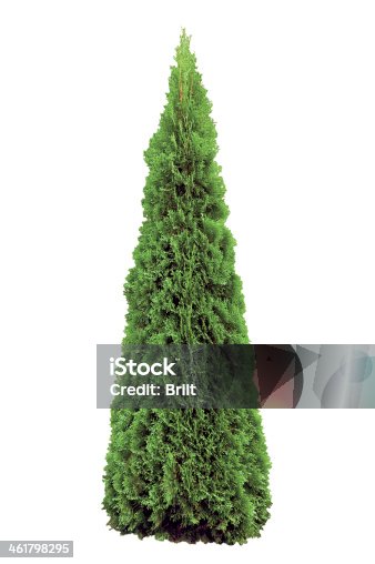 istock Thuja occidentalis 'Smaragd', Warm Green American Arborvitae Occidental Wintergreen, Isolated 461798295