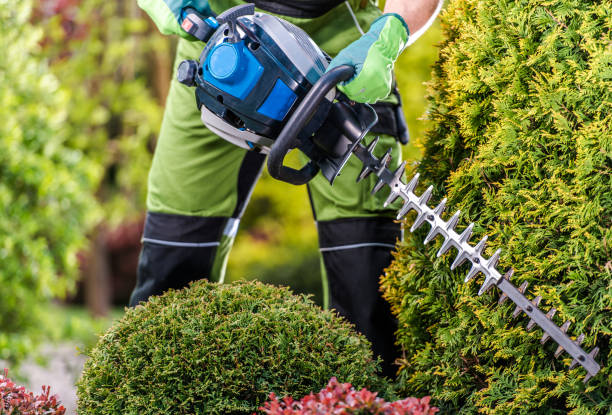 Thujas Green Wall Shaping with Hedge Trimmer Thujas Trees Green Wall Shaping with Gasoline Hedge Trimmer. Caucasian Gardener Trimming Plants Close Up hedge clippers stock pictures, royalty-free photos & images