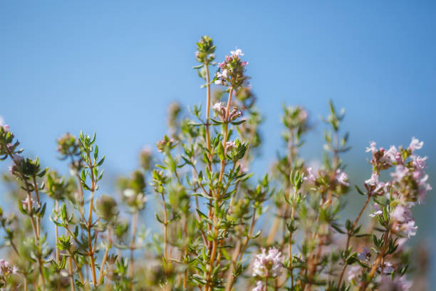 Thyme flowering in the garden, blue sky, copy space, no people, springtime cheerful image stock photo