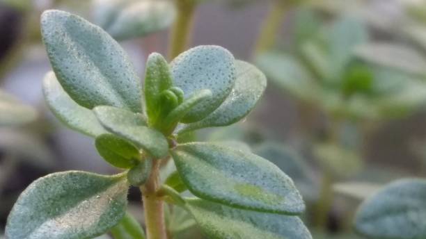 Thyme Herbs stock photo