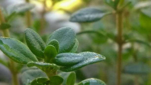 Thyme Herbs stock photo
