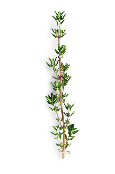 Thyme Sprig of fresh thyme isolated on white thyme photos stock pictures, royalty-free photos & images