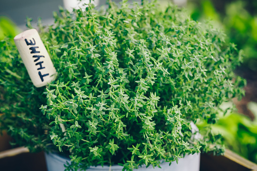 Thyme. Thyme plant in a pot. Thyme herb growing in garden. Organic kitchen herbs plant.