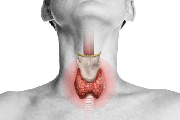Thyroid gland in human body on white. stock photo