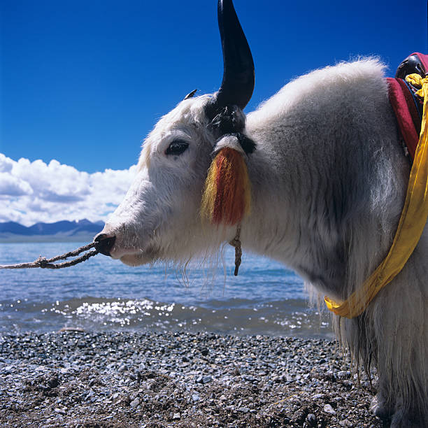 Tibet yak stock photo