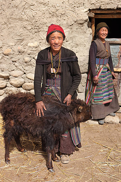 Tibetan woman holding yak. Mustang. Nepal Mustang region is the former Kingdom of Lo and now part of Nepal,  in the north-central part of that country, bordering the People's Republic of China on the Tibetan plateau between the Nepalese provinces of Dolpo and Manang. The Kingdom of Lo, the traditional Mustang region, and “Upper Mustang” are one and the same, comprising the northern two-thirds of the present-day Nepalese Mustang District, and are well marked by official “Mustang” border signs just north of Kagbeni where a police post checks permits for non-Nepalese seeking to enter the region, and at Gyu La (pass) east of Kagbeni.http://bhphoto.pl/IS/mustang_380.jpg tibetan ethnicity stock pictures, royalty-free photos & images