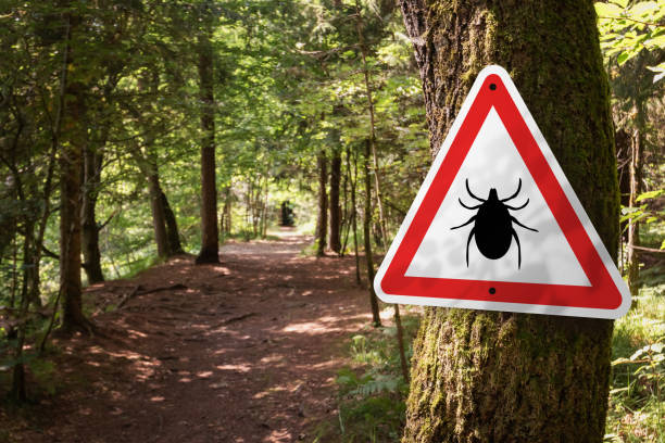 Tick insect warning sign in forest. Infected ticks warning sign in a forest. Risk of tick-borne and lyme disease. lyme disease stock pictures, royalty-free photos & images