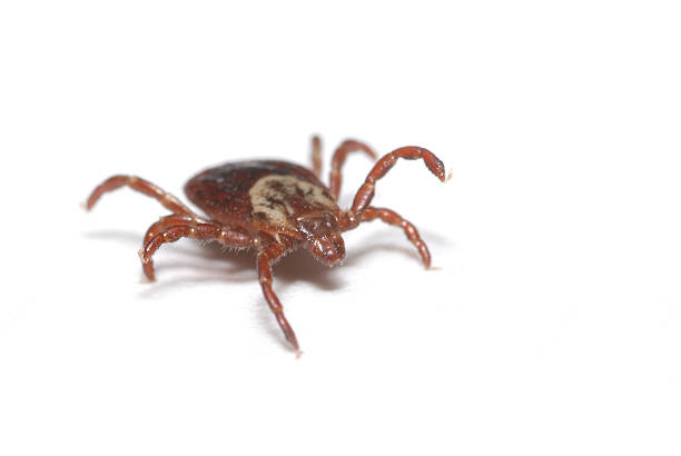 Tick on White  lyme disease stock pictures, royalty-free photos & images