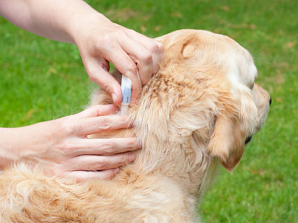 Tick prevention on a golden retriever Tick prevention for Dogs with a Spot-On parasitic stock pictures, royalty-free photos & images