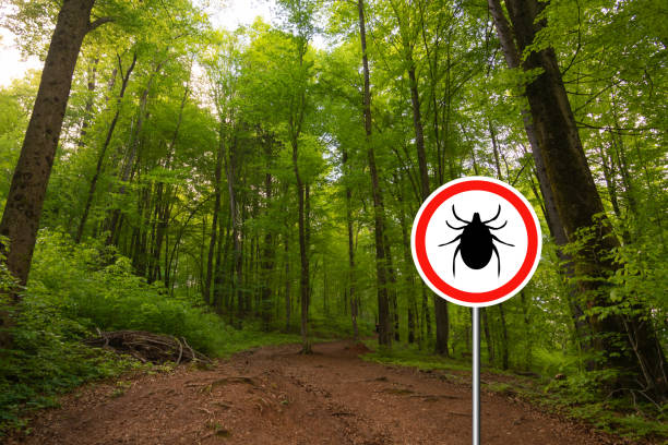 Tick sign in a green forest Tick insect warning sign in nature forest. Lyme disease and tick-borne meningoencephalitis transmitter. lyme disease stock pictures, royalty-free photos & images