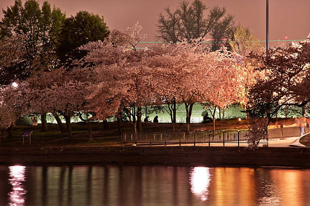 Tidal Basin Cherry Blossoms Martin Luther King Memorial Evening Tidal Baisn Cherry Blossoms Martin Luther King Memorial Evening Washington DC mlk memorial stock pictures, royalty-free photos & images