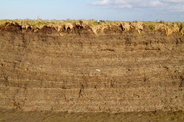 tidvatten marsh jord profil - soil erosion bildbanksfoton och bilder