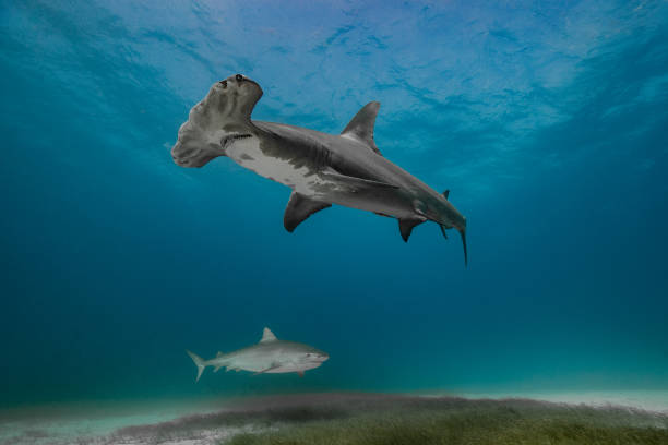 Tiger and Hammerhead Sharks stock photo