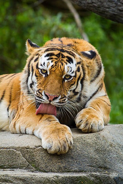 Tiger Bathtime stock photo