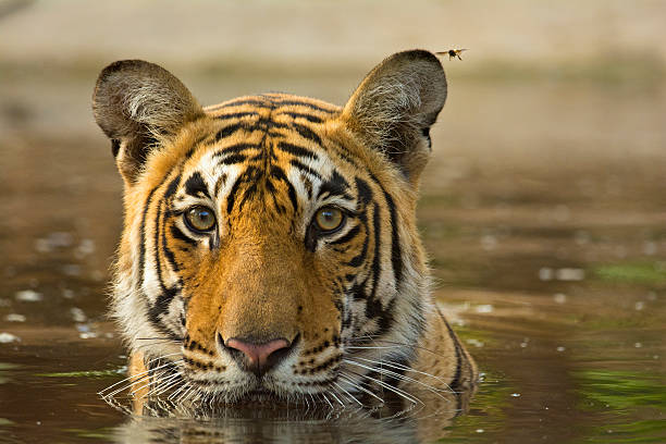 Tiger cooling off in a waterhole Wild tiger in a pool of water in Ranthambore tiger reserve bengal tiger stock pictures, royalty-free photos & images